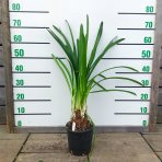 Kalokvet biely (Agapanthus umbellatus) ´ALBUS´ - výška 60-70 cm, kont. C3L